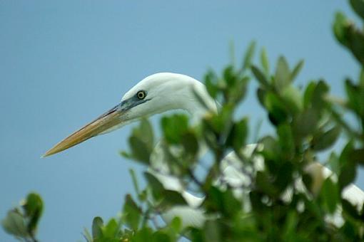 Key Largo Bird Sanctuary-img_4425.jpg