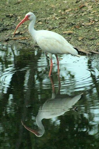 Key Largo Bird Sanctuary-img_4430.jpg