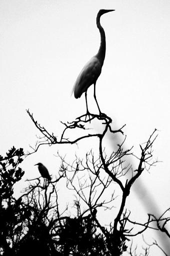 Key Largo Bird Sanctuary-img_4426bw.jpg