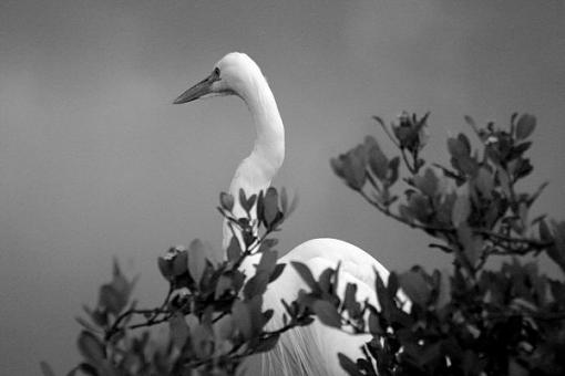 Key Largo Bird Sanctuary-img_4445.jpg