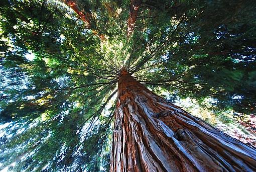 Giant redwoods-giant-redwood.dsc_0746.s.jpg