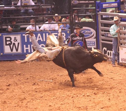 Championship Bull Riding-bull.jpg