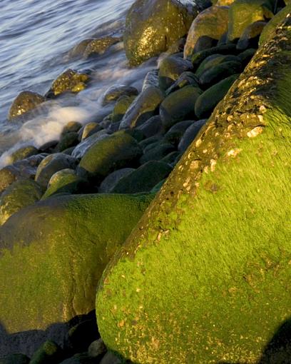 Rock moss on the shore-rock_moss-4.jpg