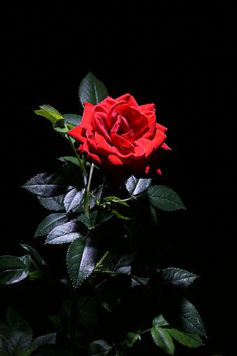 A Rose In The Night-lpa.jpg