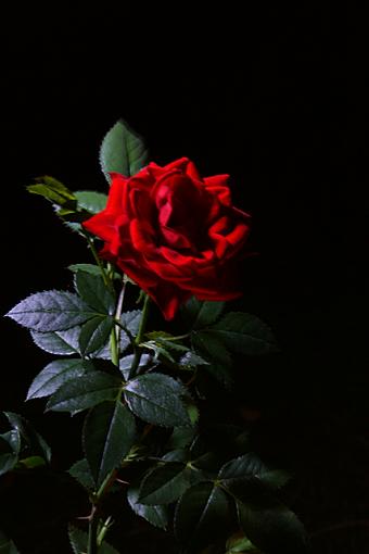 A Rose In The Night-lpc.jpg