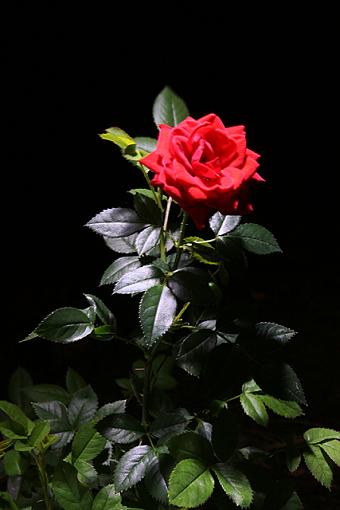 A Rose In The Night-lpb.jpg