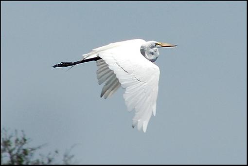 These things ae impossible to photograph...-great_egret.jpg