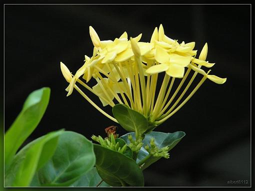 flowers-macro-woww.jpg