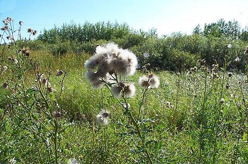 Late Summer Grass-fluffsm.jpg