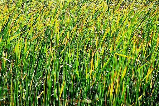 Late Summer Grass-latesummergrass2sm.jpg