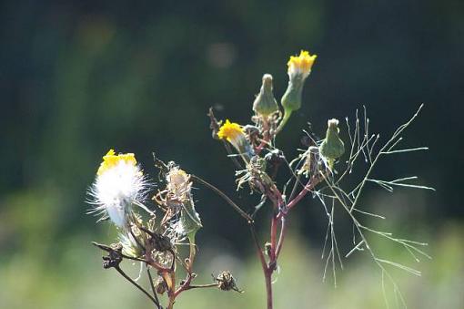 Long Grass Prairie-budssm.jpg