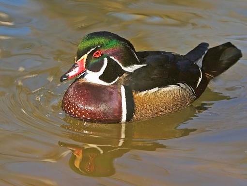 San Diego Zoo Wood Duck-wood-duck-b.jpg