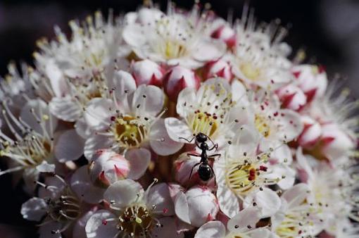 First Macro shots ever, yay or nay?-ant.jpg