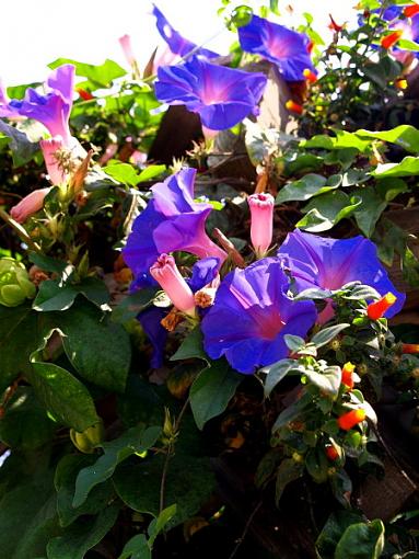 flowers-flowers-la-jolla-ii.jpg