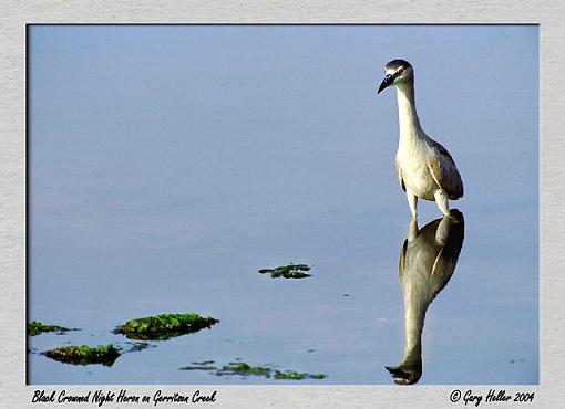 Black Crowned Night Heron ll-bird0604-132401xweb1.jpg