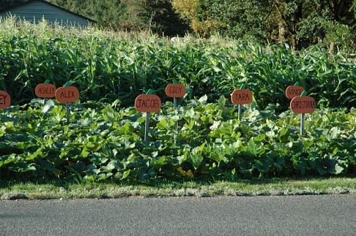 Pumpkin Patch (warn large image 0.5meg)-pumpkin-patch-section.jpg