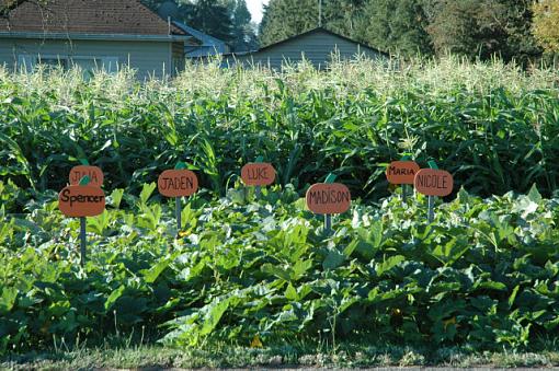 Pumpkin Patch (warn large image 0.5meg)-second-section.jpg