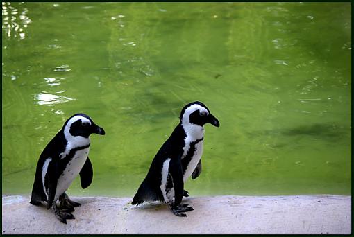 The Penguin Book Of Irish Nuns-nuns.jpg