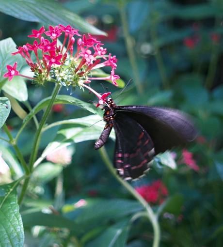 more butterflies-butterfly-30.jpg