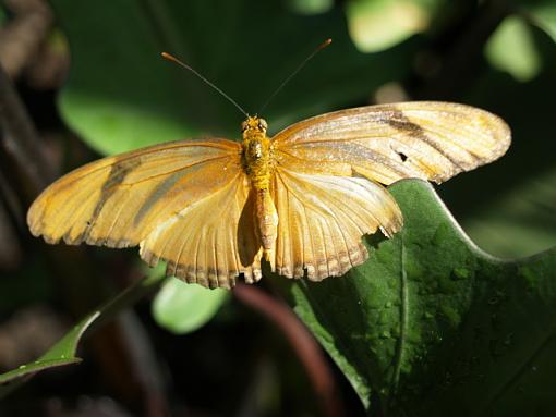 more butterflies-butterfly-6.jpg