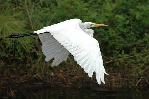 I took your advice with this great egret...-great_egret.jpg