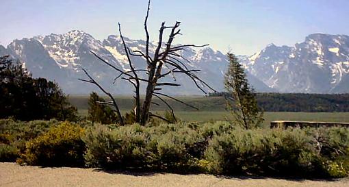 Yellowstone and Tetons to Critique-picture64cropped.jpg