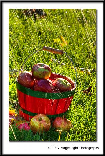 Apples in the rain-crw_0898.jpg