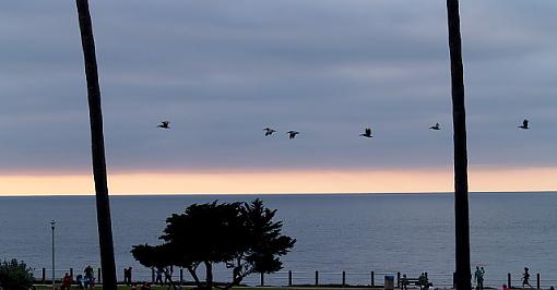 herons at sunset-herons-sunset-la-jolla.jpg