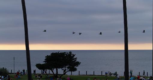 herons at sunset-herons-sunset-ii-cropped.jpg