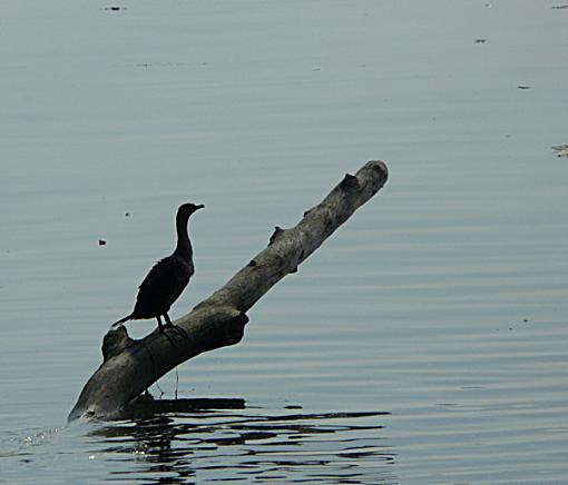 Silhouette on the Susquehanna-p1000147.jpg