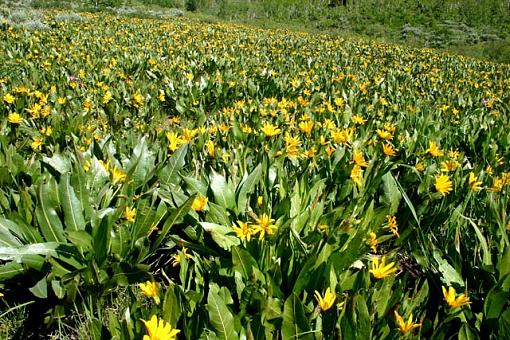 Wildflower Field-wildflowes01-jp.jpg