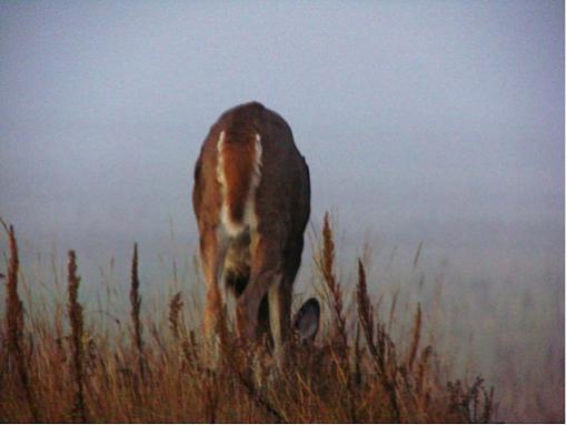 Impressions of a Morning (photos with the HP poketable)-one-cool-buck.jpg