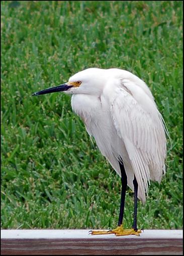 Snowy Egret-snowy_egret.jpg