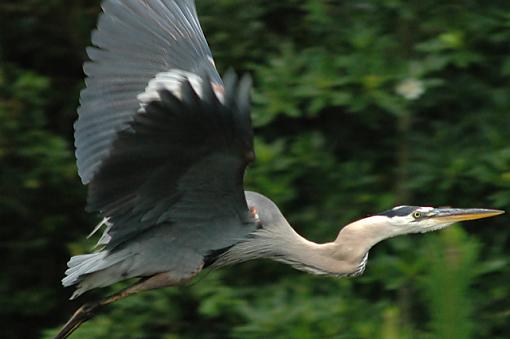 Great Blue Heron in Flight-gbh_9.jpg