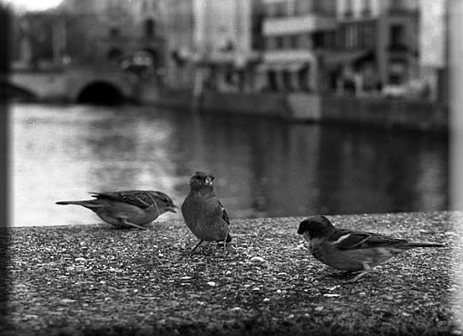 Birds in Zurich...B&amp;W-birds-zurich.jpg