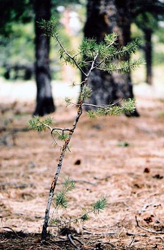 Lonely Tree-lonly-tree1.jpg