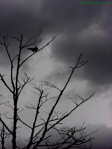 Winter tree and bird-bird.jpg