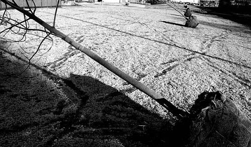 Suburban Trees Ready to be Planted:First Tests of the SLR-readytoplantsm.jpg