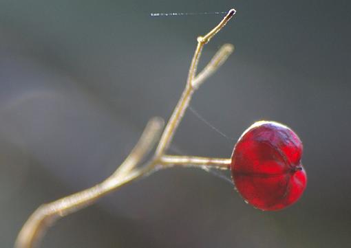 Dare you to eat it!-berry-crop.jpg