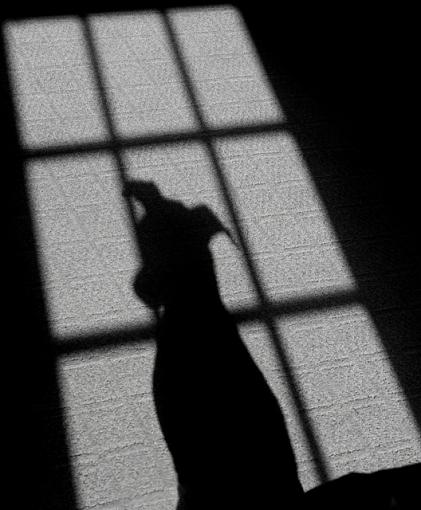 Waiting in the Window-dog-shadow-bw.jpg