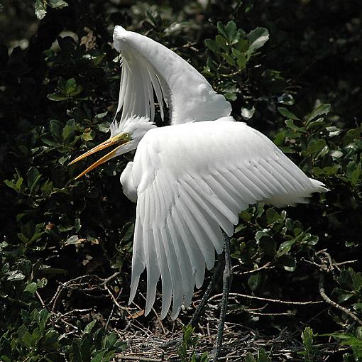 'nother Egret-egret.jpg