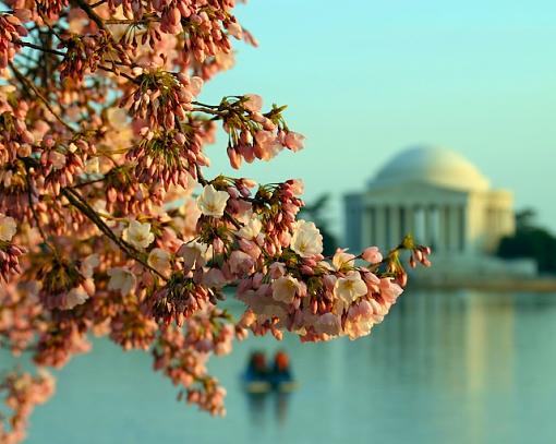 Cleaning up some Cherry Blossom trash.-000-081.jpg