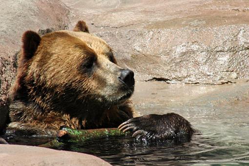 Bears! Oh my!-brookfield-zoo-142_edited-1.jpg