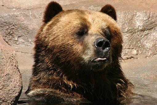 Bears! Oh my!-brookfield-zoo-153-edited.jpg