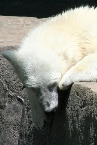 Bears! Oh my!-brookfield-zoo-188-edited.jpg