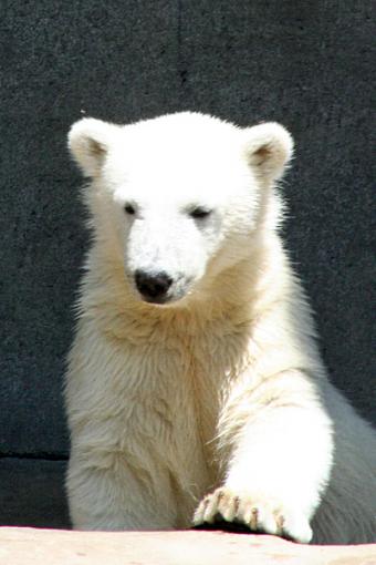 Bears! Oh my!-brookfield-zoo-210_edited-1.jpg