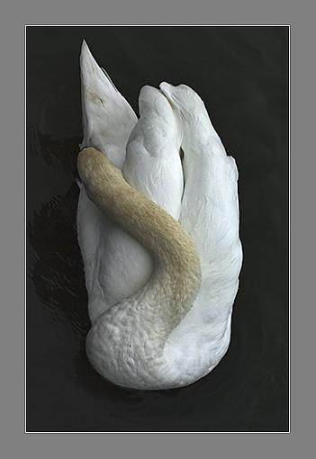 Swan-neck.jpg