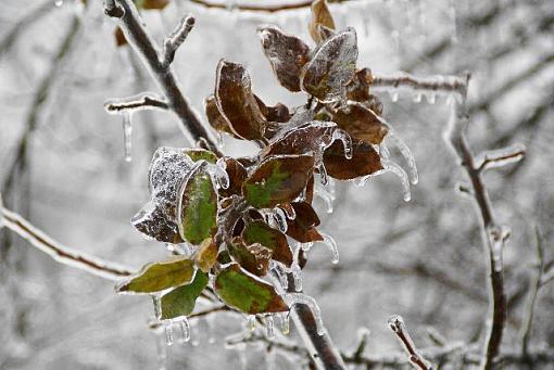 frozen leaf-contest-026.jpg