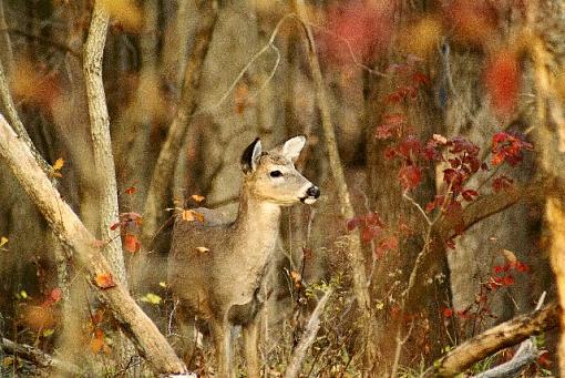 deer pic-contest-015.jpg