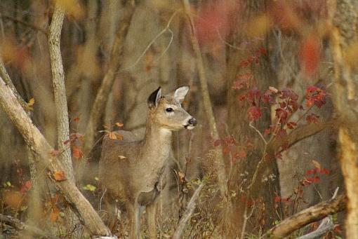 deer pic-contest-014.jpg